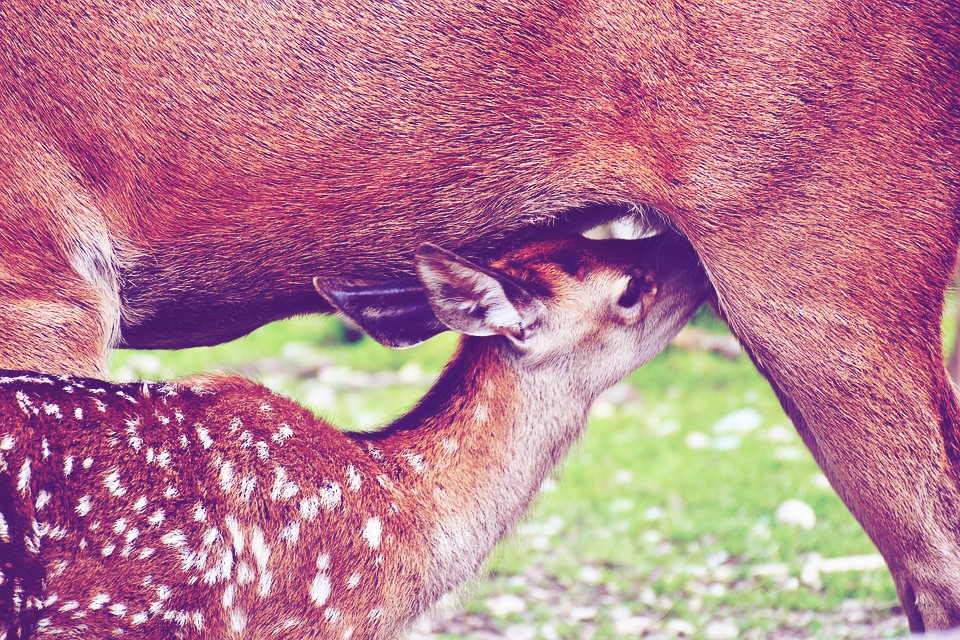 whitetail-fawn-nursing-on-mother-minnesota