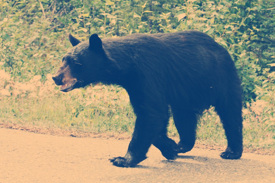 black-bear-in-residential-area