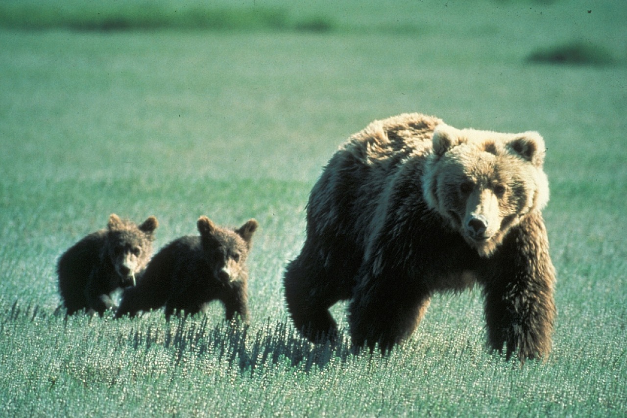 grizzly-sow-and-her-cubs