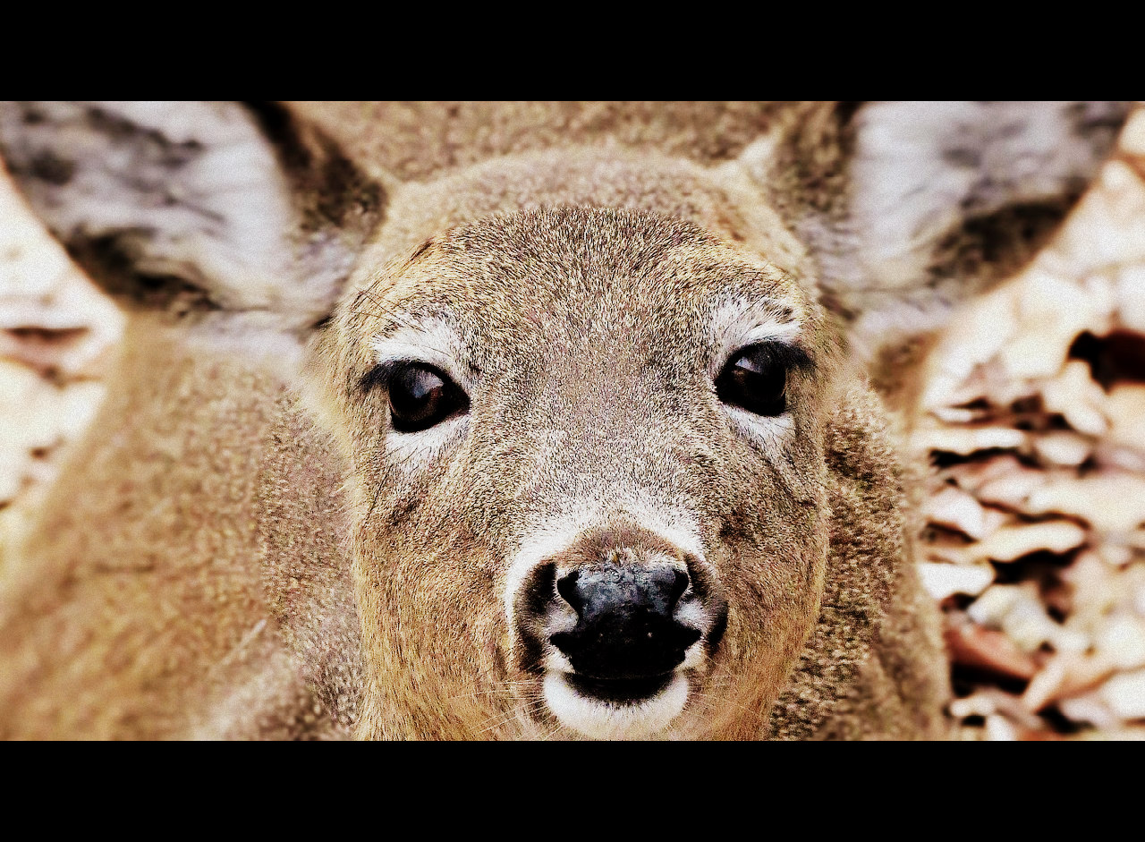 whitetail-deer-maryland