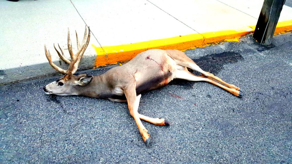 mule-deer-buck-lays-dead-in-the-streets-of-butte-montana