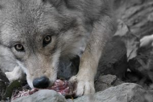 wolf-eating-carcass