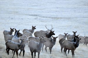 elk-herd-in-winter