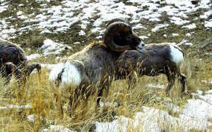 bighorn-ram-and-ewe-montana