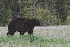 black-bear-new-jersey