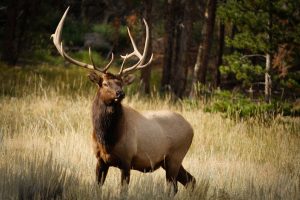 bull-elk-kentucky