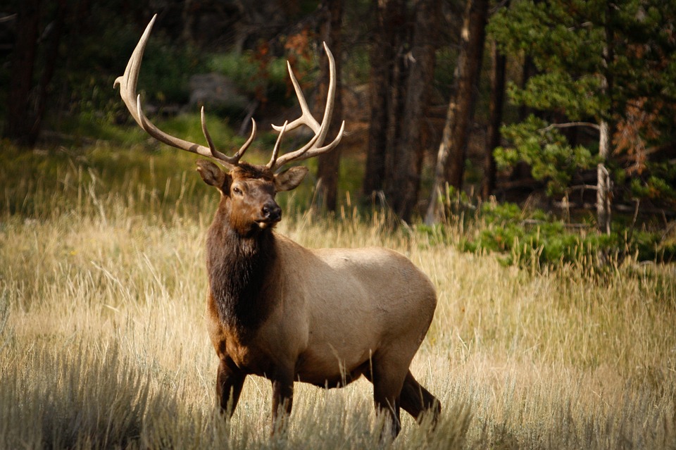 bull-elk-kentucky