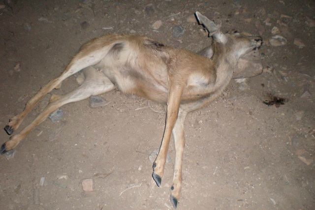 dead-mule-deer-poached-in-nevada