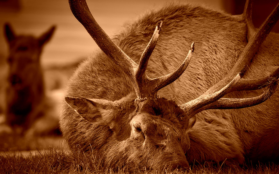 elk-texas