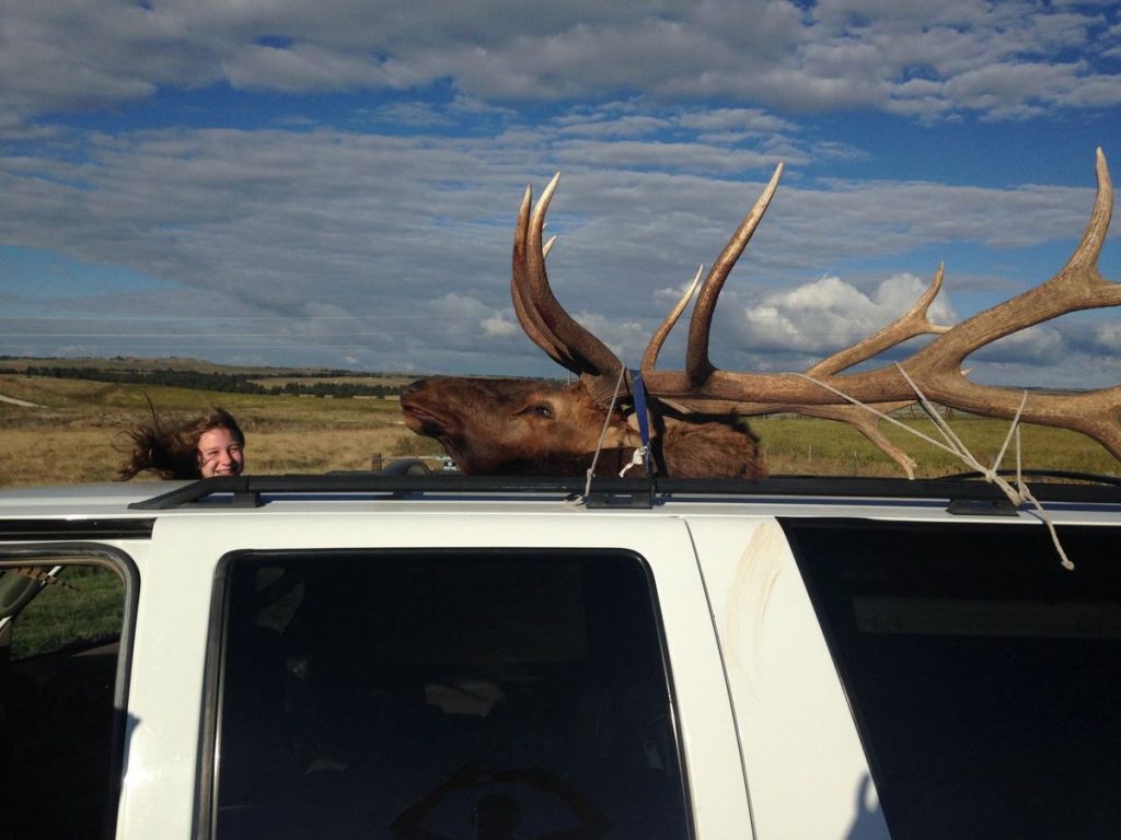 hannah-helmer-nebraska-state-record-bull-elk-in-vehicle