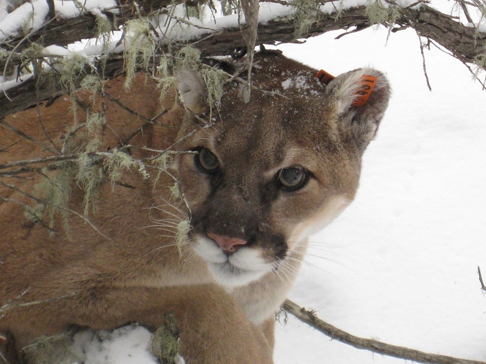 mountain-lion-colorado