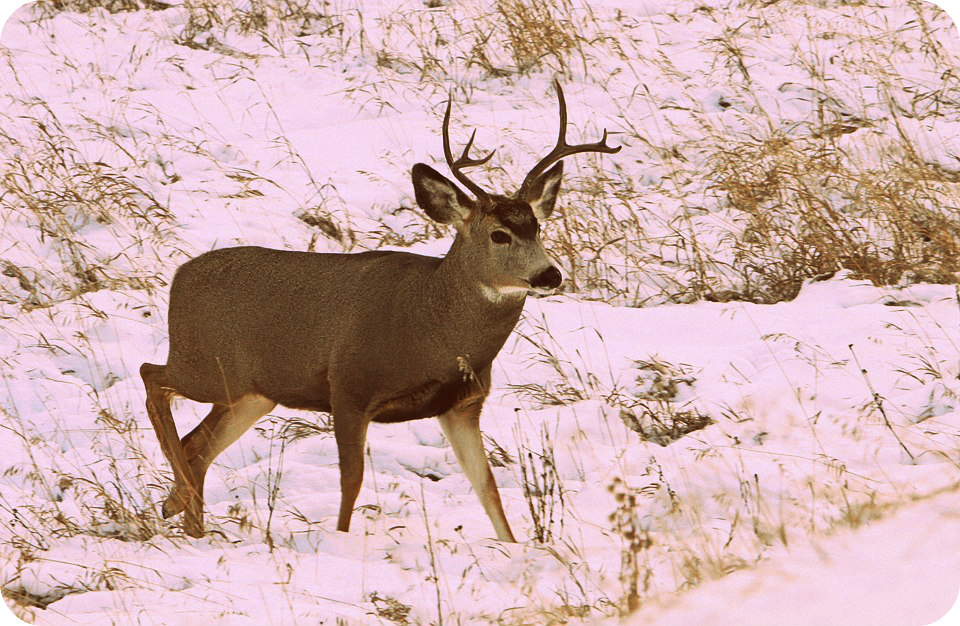 mule-deer-in-winter-colorado