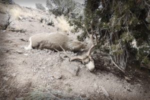 poached-mule-deer-buck-nevada