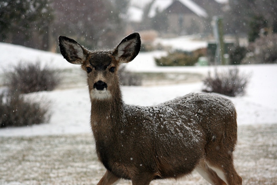 white-tailed-deer-arkansas