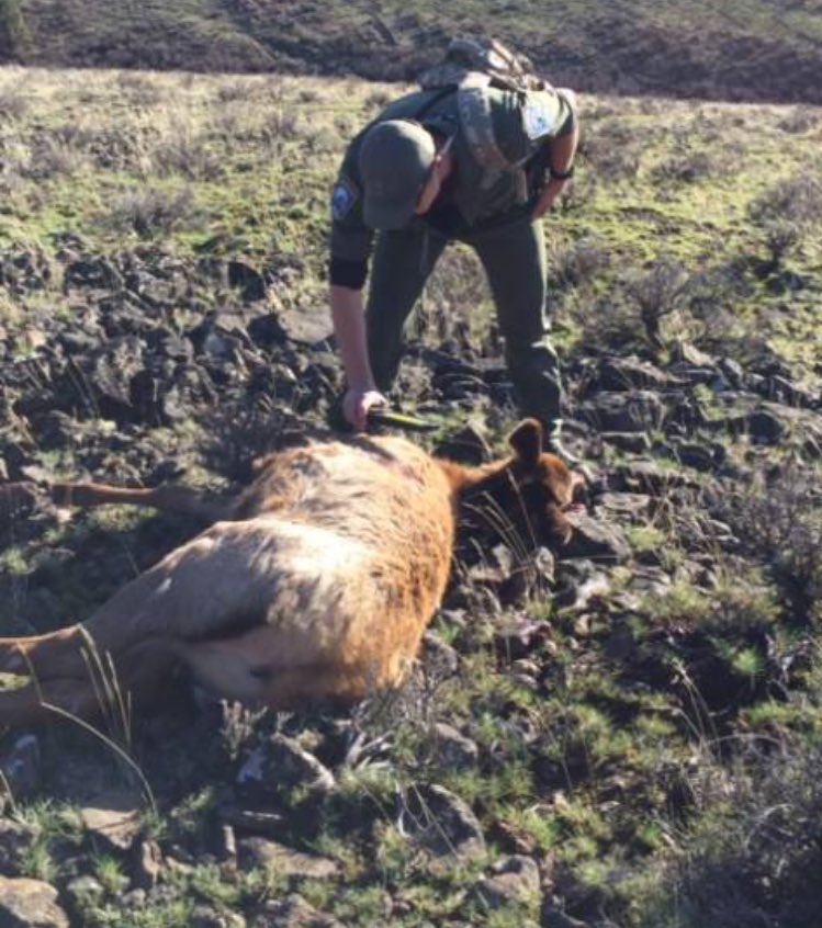 wildlife-officer-with-poached-elk