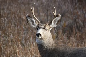 wyoming-mule-deer