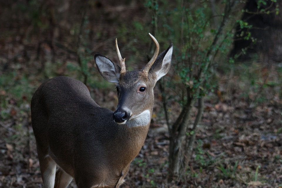 1.5-year-old-whitetail-deer-texas