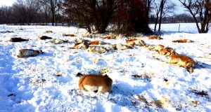 50-dead-pronghorn-antelope-idaho