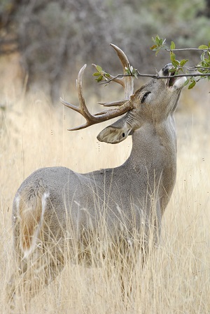 White-tailed-Deer--Buck-arizona