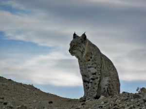 arizona-bobcat