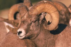 bighorn-ram-montana