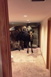 cow-moose-trapped-in-idaho-basement