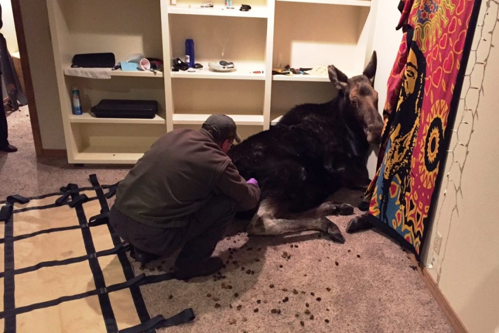 daryl-meints-applying-sedatives-to-trapped-cow-moose-idaho-basement