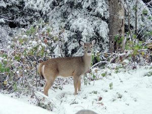 deer-fawn-in-winter-north-dakota