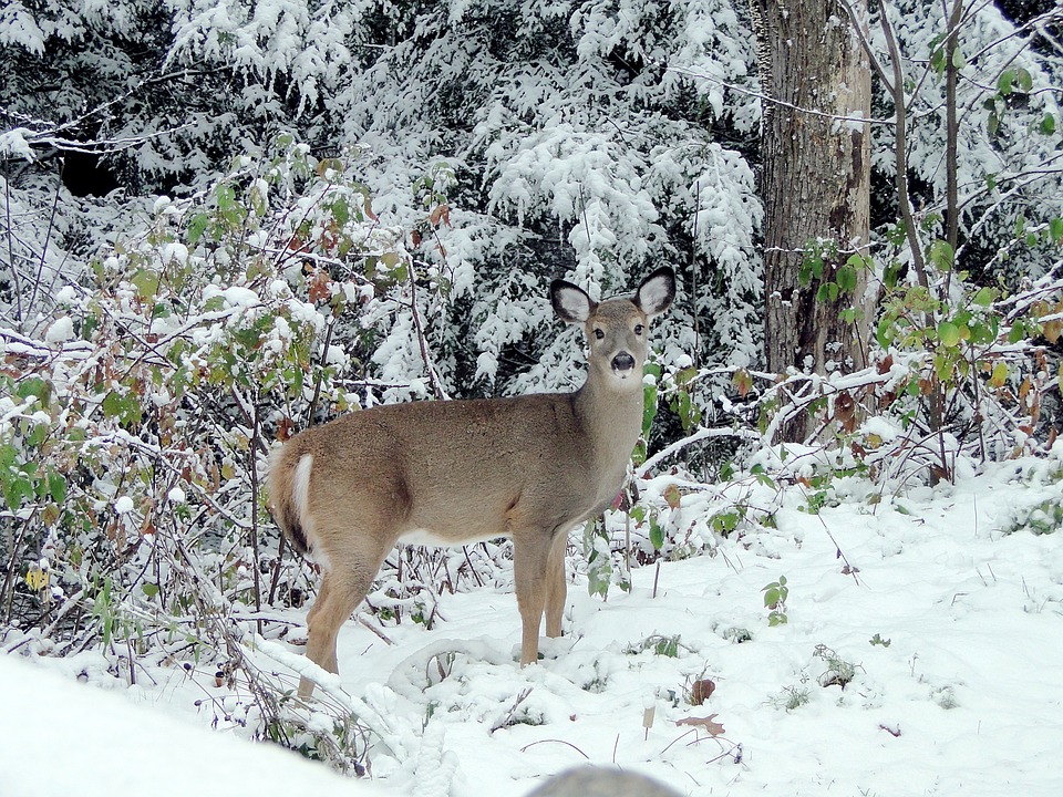 deer-fawn-in-winter-north-dakota