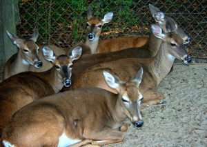 deer-in-a-deer-farm-enclosure