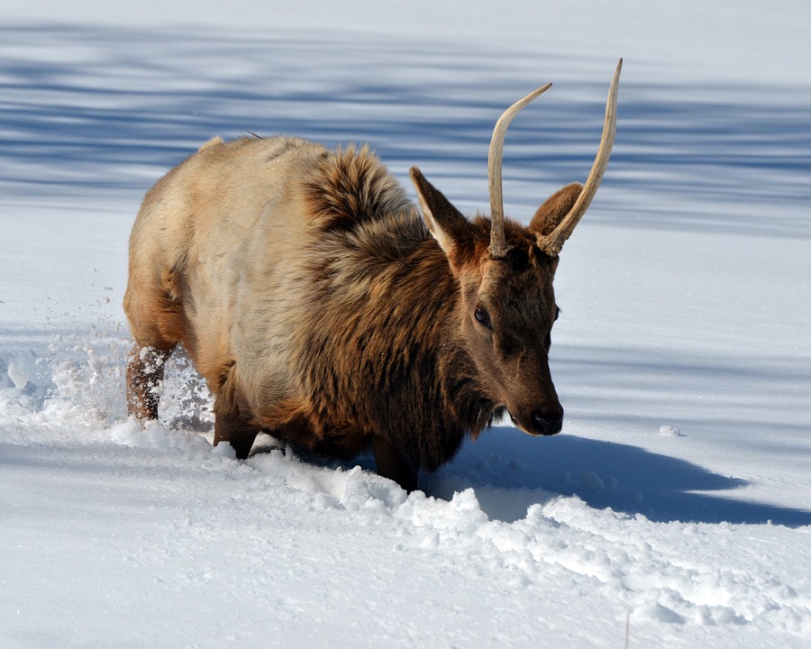 elk-walking-in-deep-snow-colorado