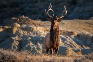 elk-yellowstone-national-park