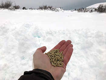 greg-sheehan-holds-handful-of-deer-pellets