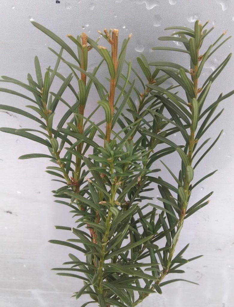 japanese-yew-plant