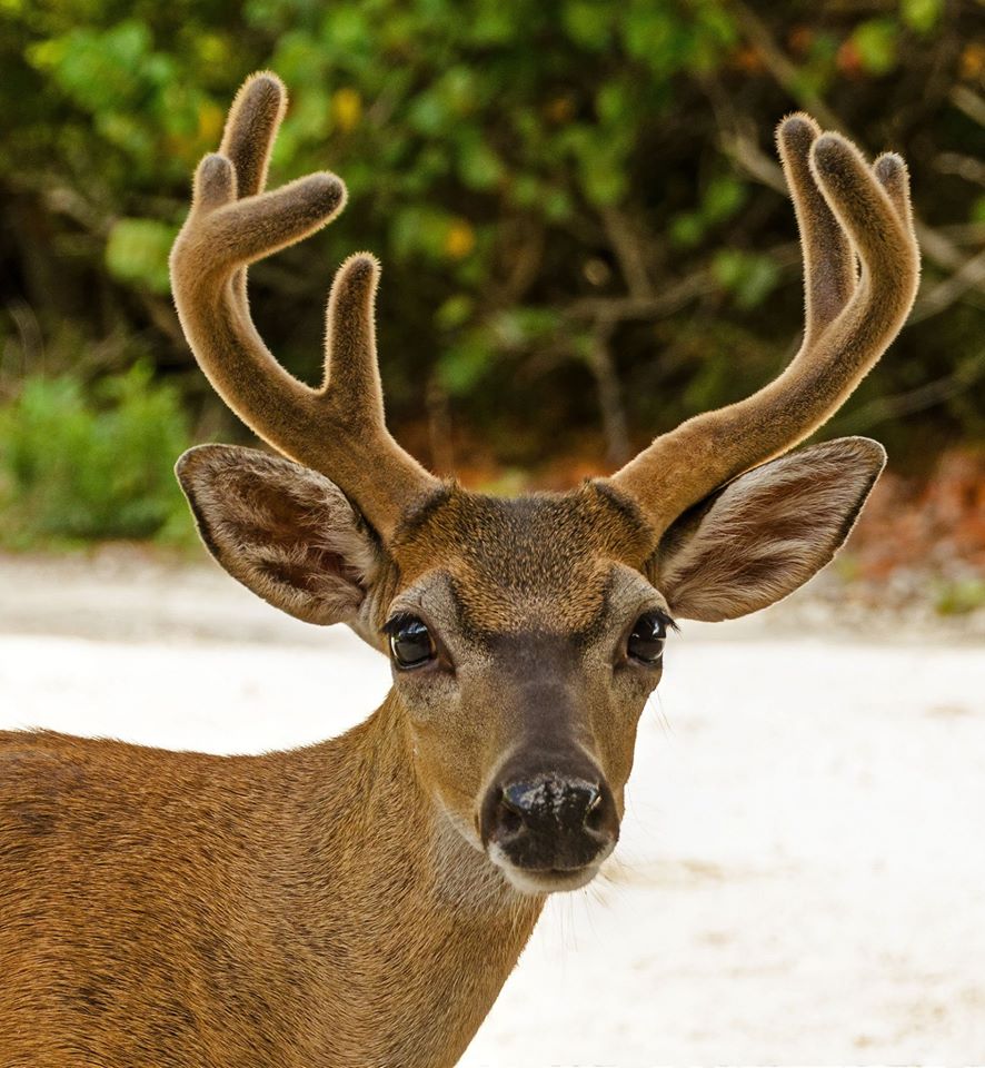 key-deer-florida-keys