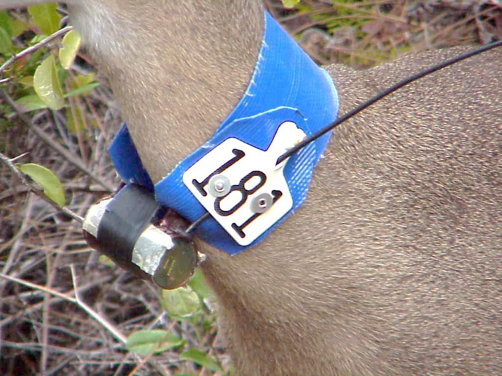 key-deer-radio-collar-USFWS