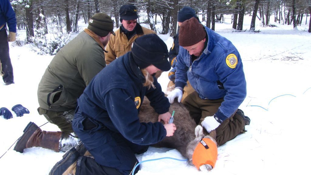 montana-biologists-collect-blod-from-blindfolded-ewe-bighorn-sheep