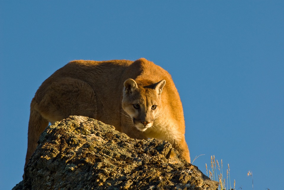 mountain-lion-arizona-mountains