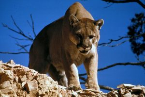 mountain-lion-in-colorado