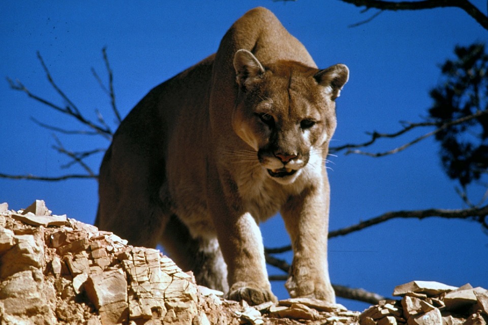 mountain-lion-in-colorado