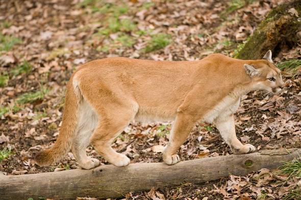 Mountain-Lion-Missouri