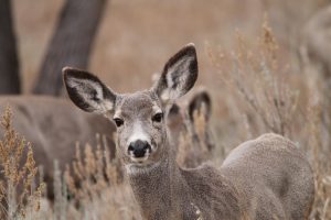 mule-deer-doe-north-dakota