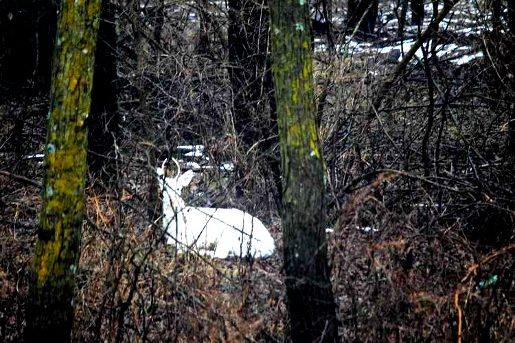 white-deer-iowa