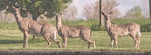 white-tailed-deer-minnesota