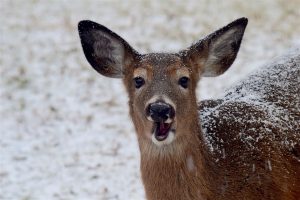 whitetail-doe