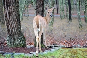 whitetail-doe-minnesota