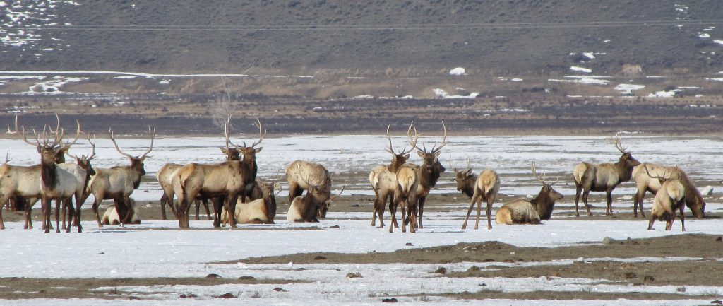 elk-herd-on-national-elk-refuge-wyoming