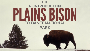 canadas-reintroduction-of-the-plains-bison