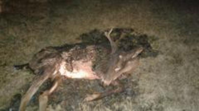 badly-burned-deer-on-side-of-road