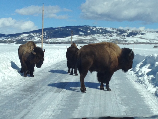bison-on-road-in-grand-teton-national-park